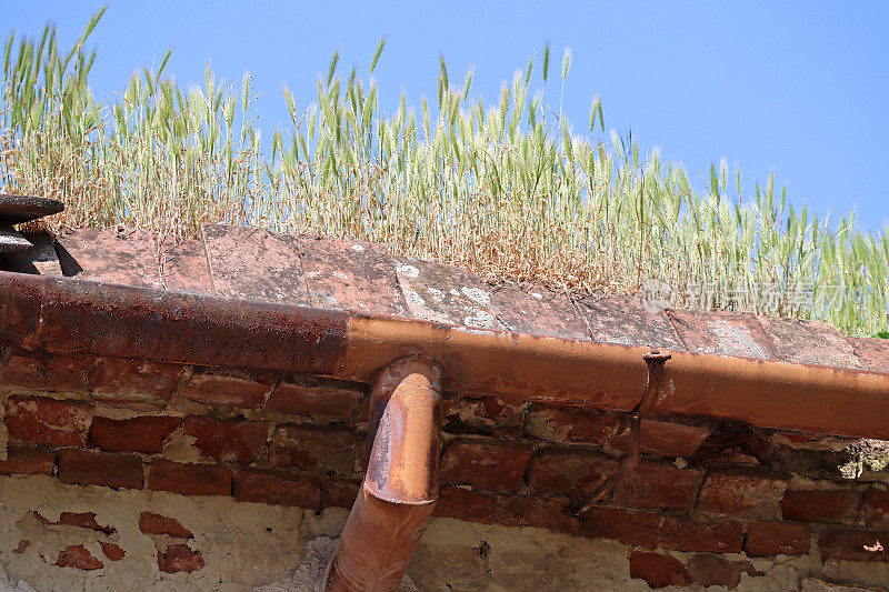 Plants are growing on the roof of an old house